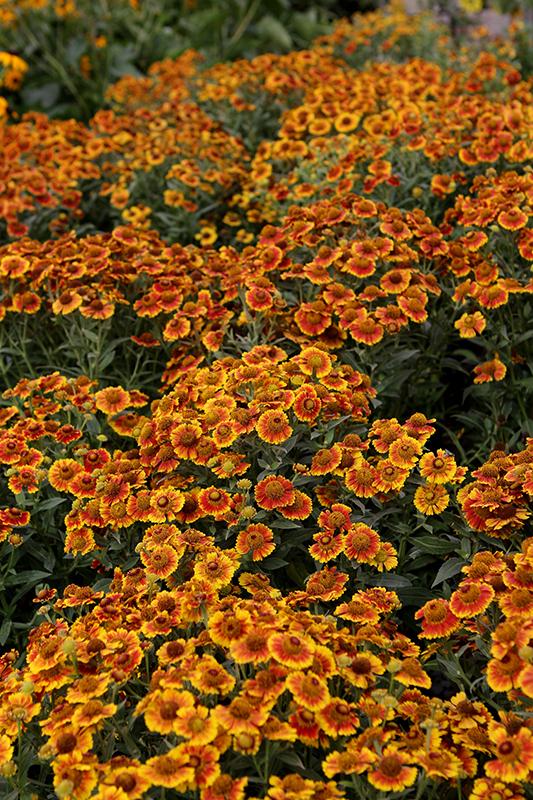 Helenium Autumnale Salud Embers - View 4 from www redcrocus com