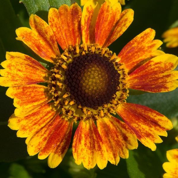 Helenium Autumnale Salud Embers - View 6 from www redcrocus com