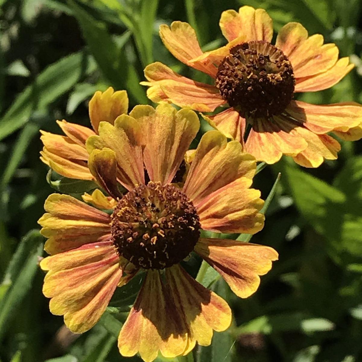 Helenium Autumnale Salud Embers - View 7 from www redcrocus com