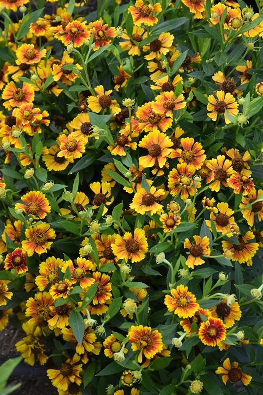Helenium Autumnale Salud Embers - View 8 from www redcrocus com