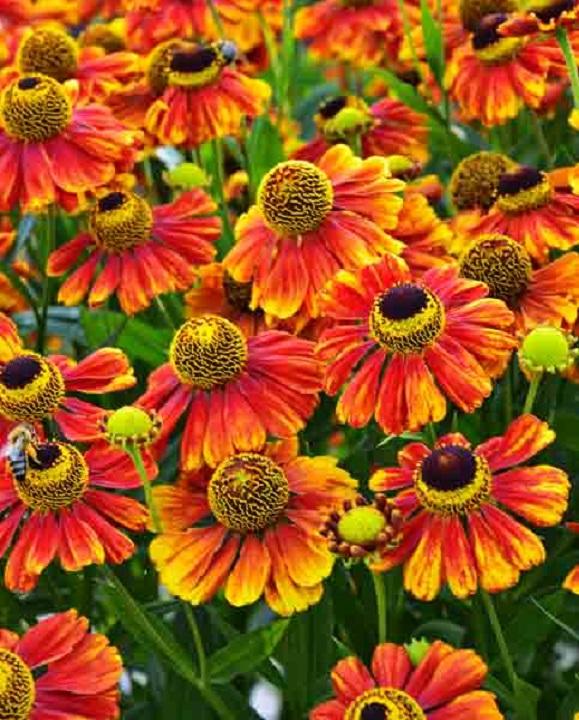 Helenium Autumnale Salud Embers - View 9 from www redcrocus com