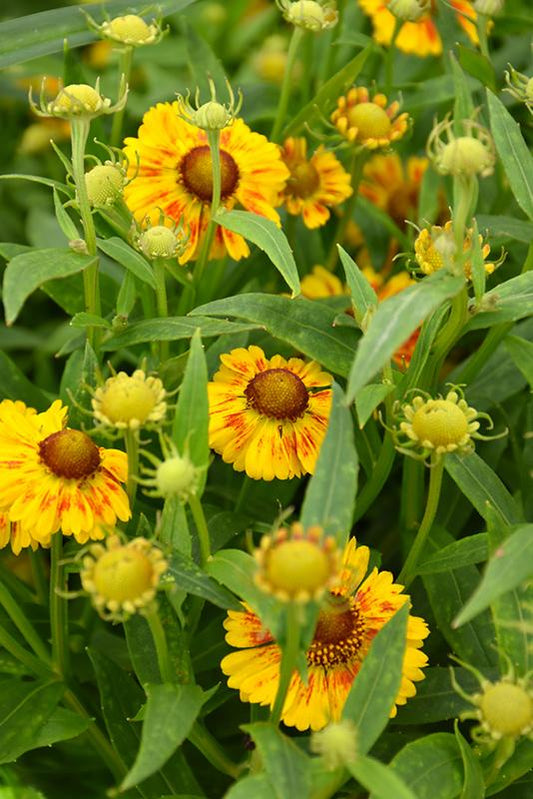 Helenium Autumnale Salud Yellow - View 10 from www redcrocus com