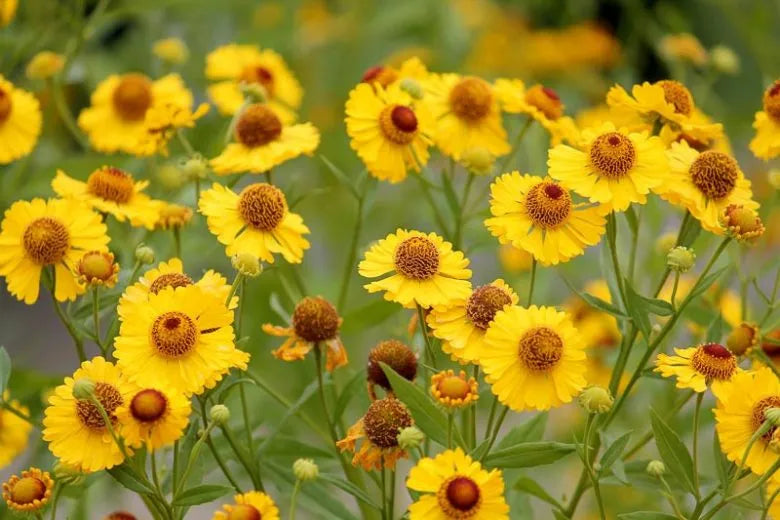 Helenium Autumnale Salud Yellow - View 11 from www redcrocus com