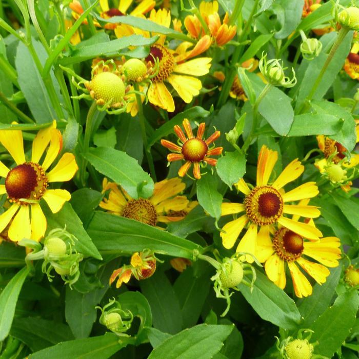 Helenium Autumnale Salud Yellow - View 2 from www redcrocus com