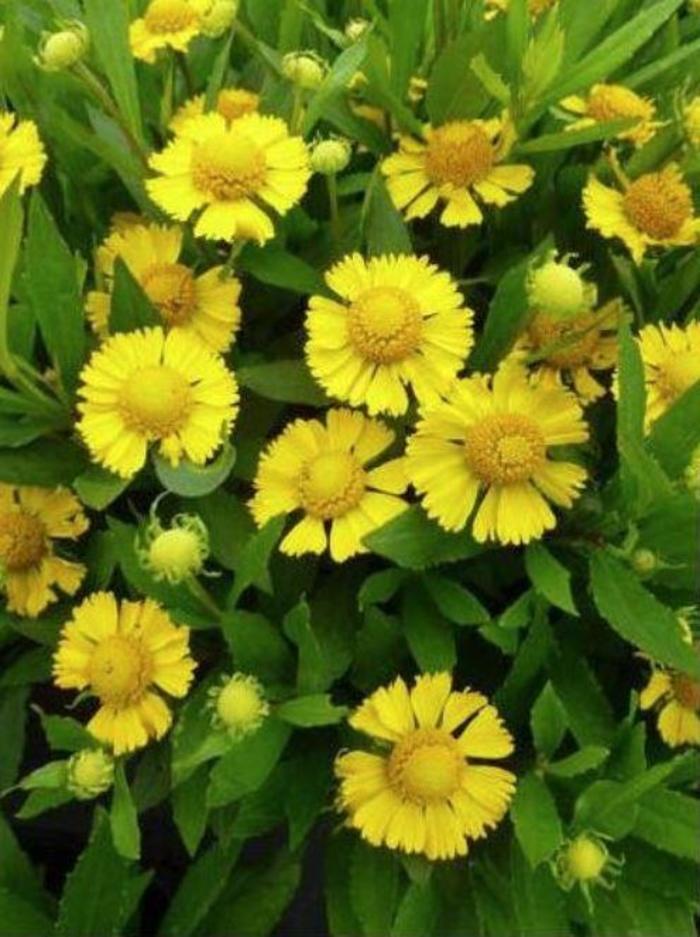 Helenium Autumnale Salud Yellow - View 6 from www redcrocus com