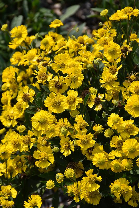 Helenium Autumnale Salud Yellow - View 7 from www redcrocus com