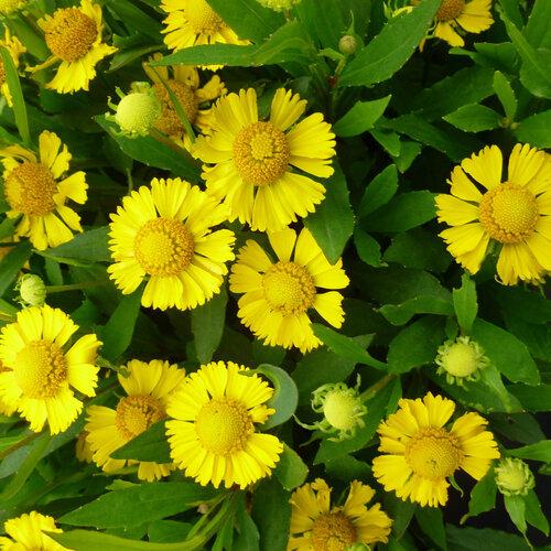 Helenium Autumnale Salud Yellow - View 8 from www redcrocus com
