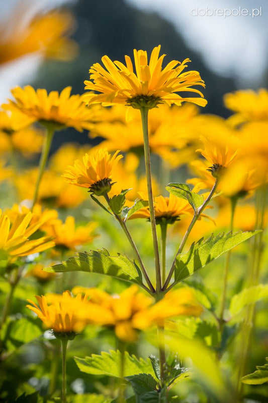 Heliopsis Helianthoides Prima Ballerina - View 10 from www redcrocus com