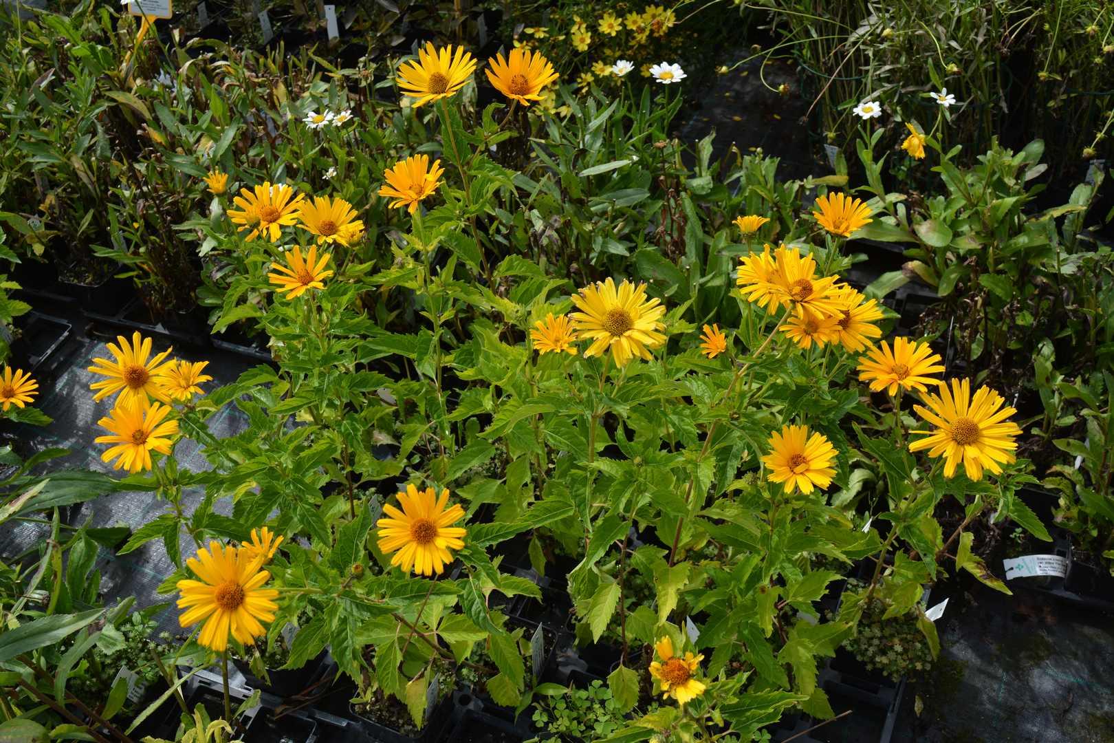 Heliopsis Helianthoides Prima Ballerina - View 11 from www redcrocus com