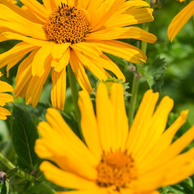 Heliopsis Helianthoides Prima Ballerina - View 12 from www redcrocus com