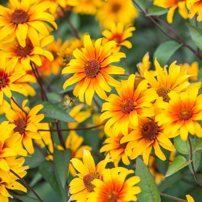 Heliopsis Helianthoides Prima Ballerina - View 13 from www redcrocus com