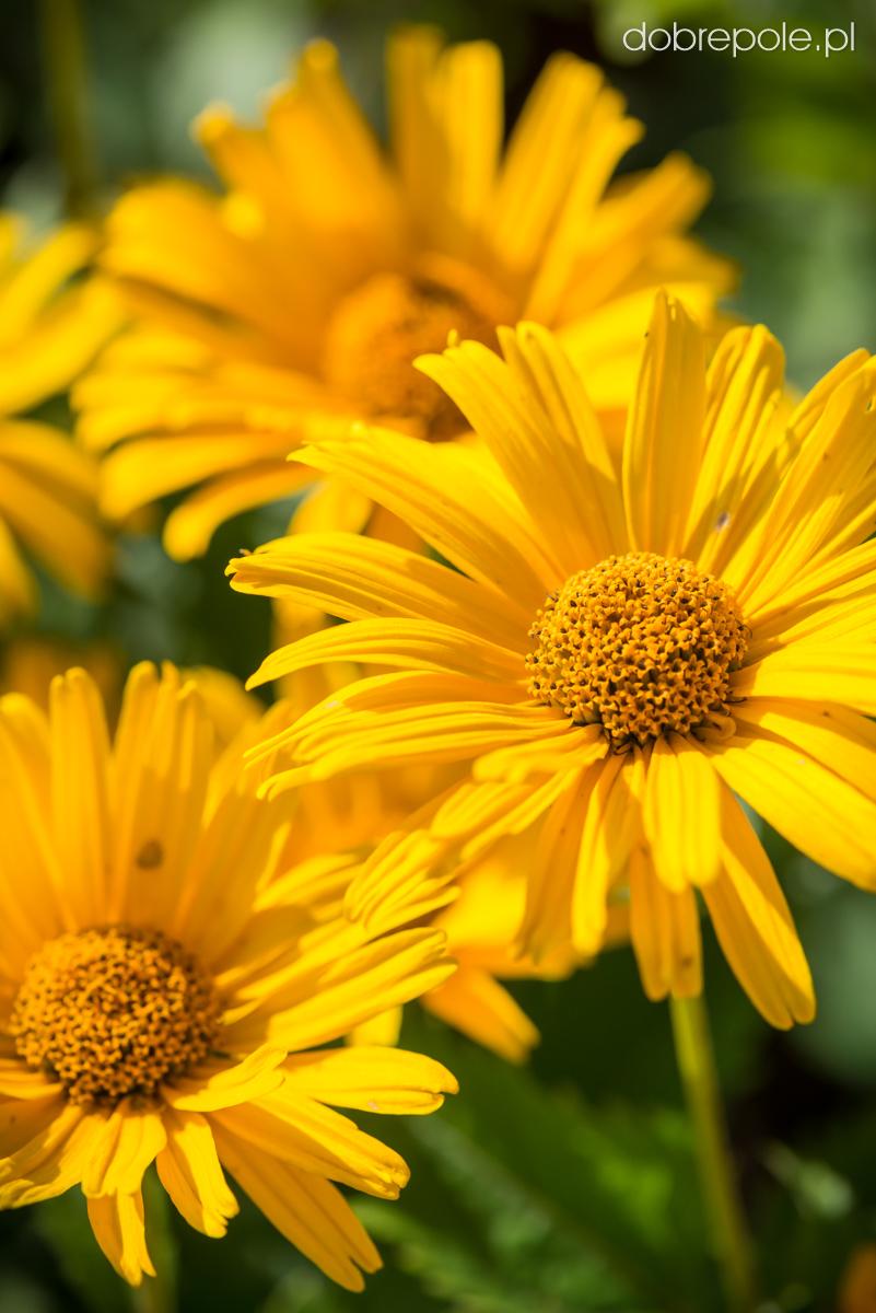 Heliopsis Helianthoides Prima Ballerina - View 14 from www redcrocus com