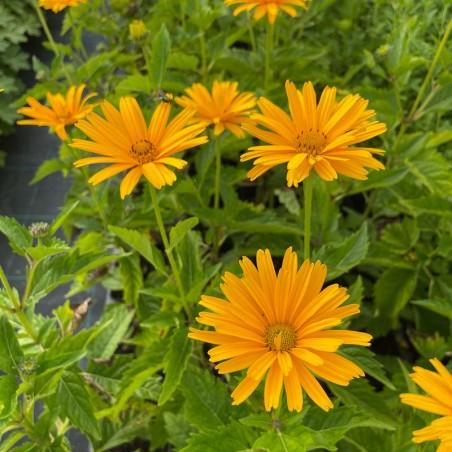 Heliopsis Helianthoides Prima Ballerina - View 15 from www redcrocus com