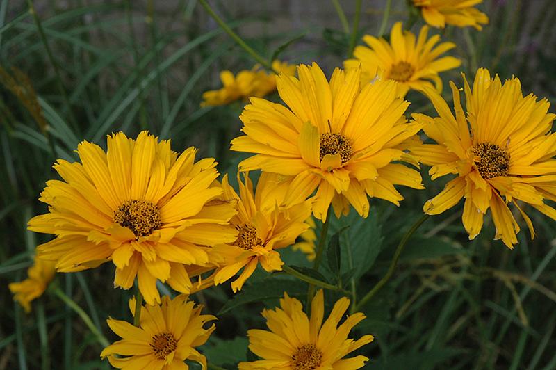 Heliopsis Helianthoides Prima Ballerina - View 16 from www redcrocus com