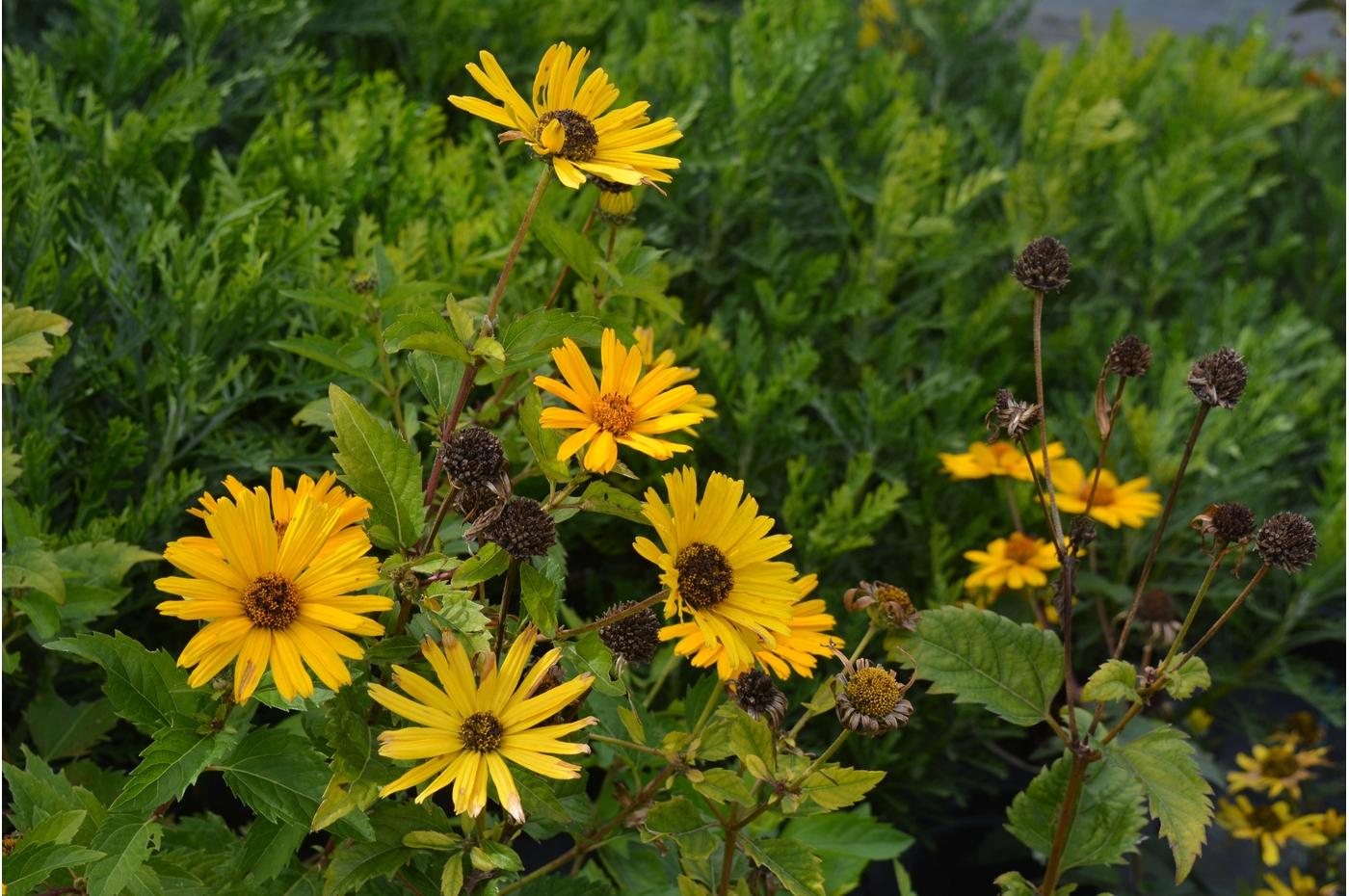 Heliopsis Helianthoides Prima Ballerina - View 17 from www redcrocus com