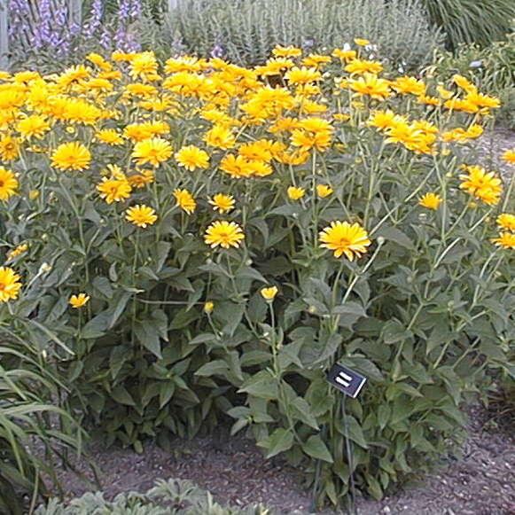 Heliopsis Helianthoides Prima Ballerina - View 18 from www redcrocus com