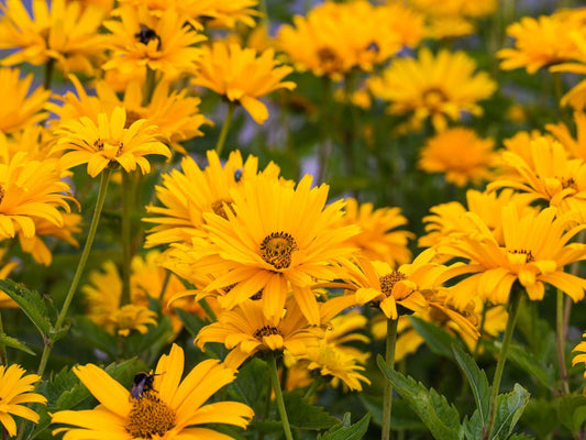 Heliopsis Helianthoides Prima Ballerina - View 1 from www redcrocus com