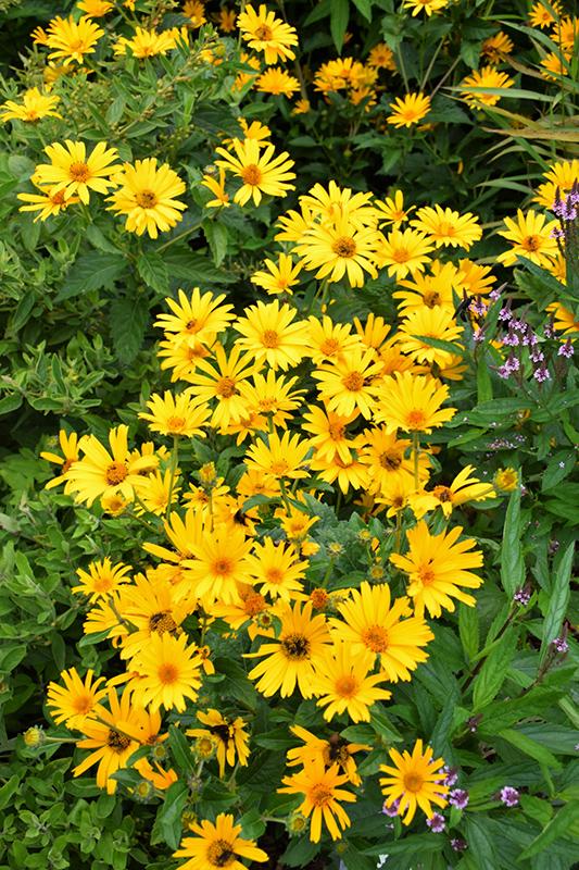 Heliopsis Helianthoides Prima Ballerina - View 2 from www redcrocus com