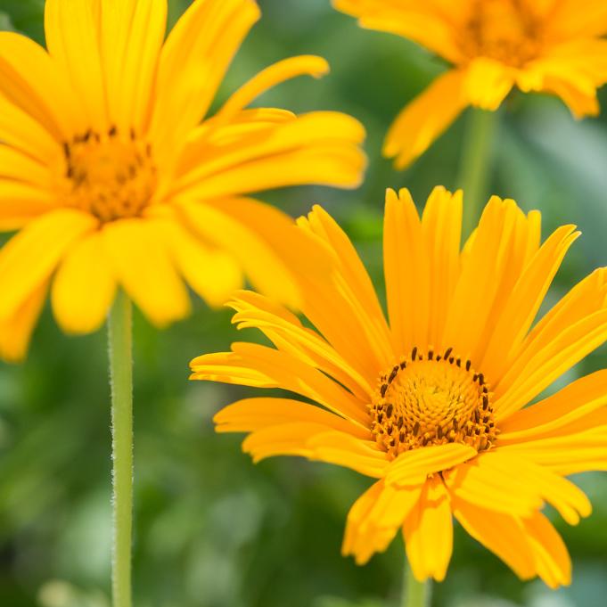 Heliopsis Helianthoides Prima Ballerina - View 4 from www redcrocus com