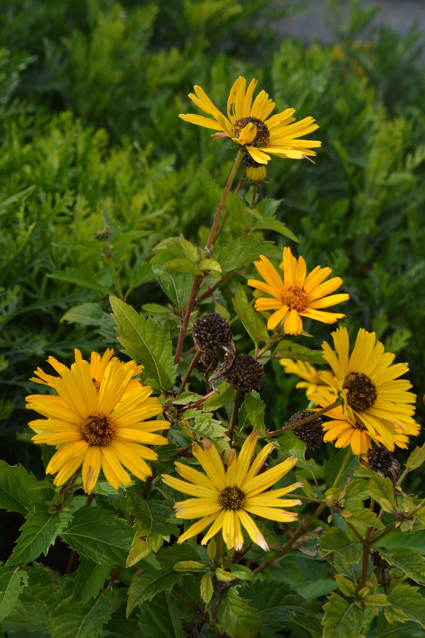 Heliopsis Helianthoides Prima Ballerina - View 6 from www redcrocus com