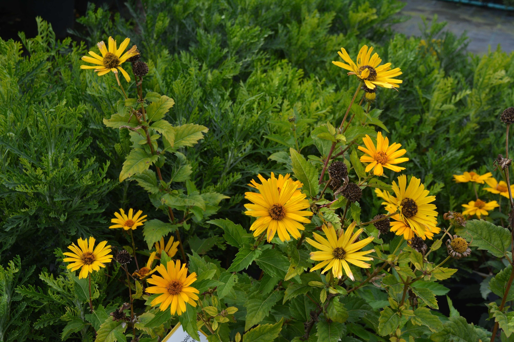 Heliopsis Helianthoides Prima Ballerina - View 7 from www redcrocus com