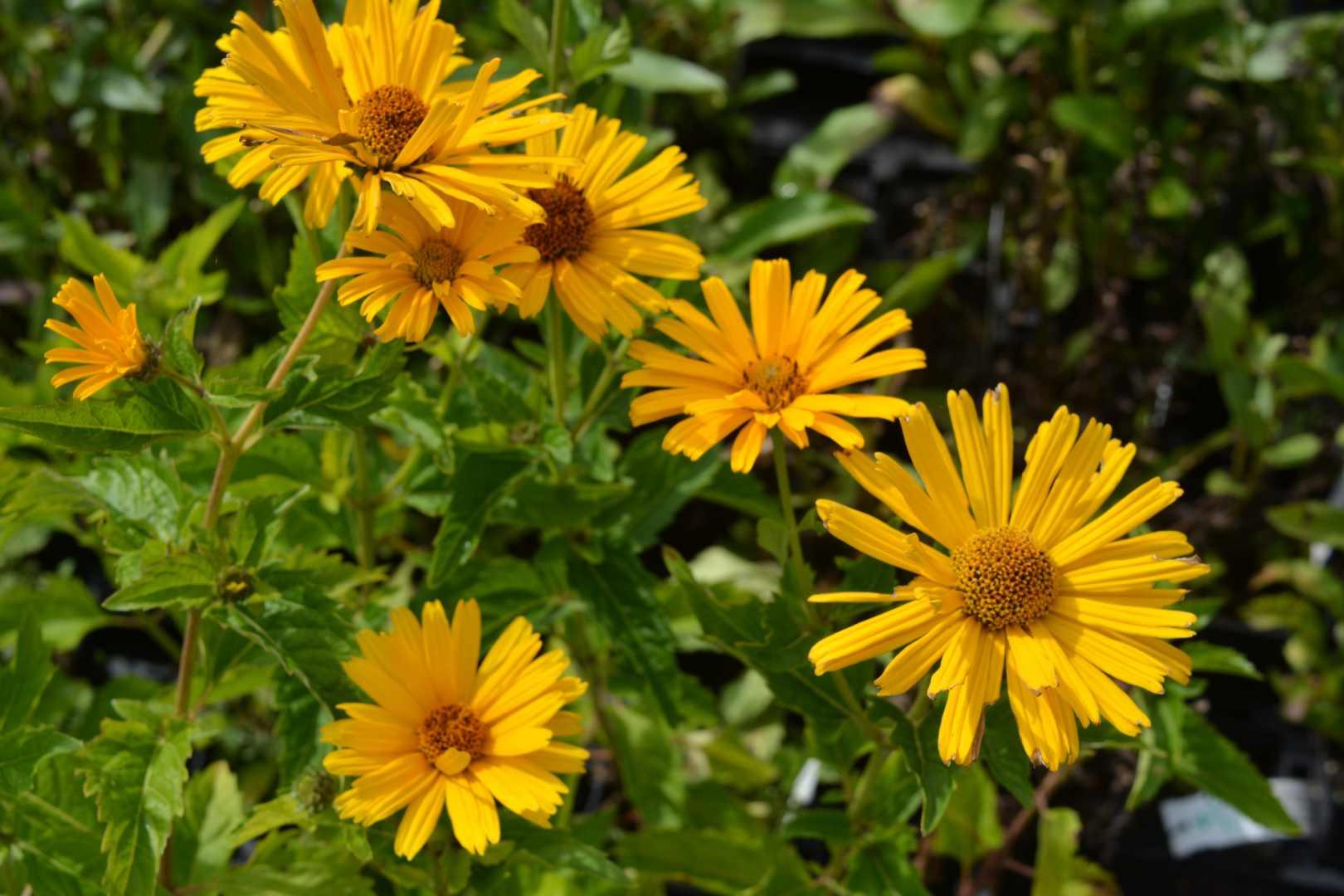 Heliopsis Helianthoides Prima Ballerina - View 9 from www redcrocus com