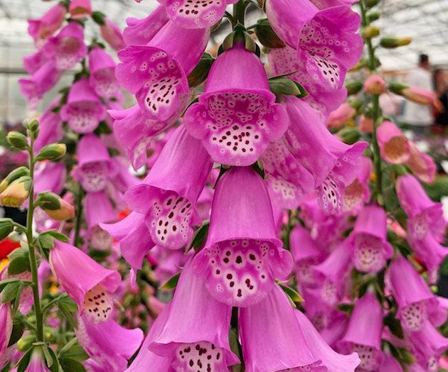 Digitalis Purpurea 'pink Panther' - View 14 from www redcrocus com