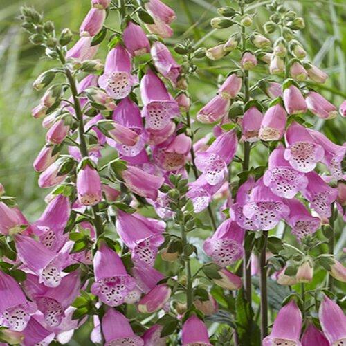 Digitalis Purpurea 'pink Panther' - View 2 from www redcrocus com