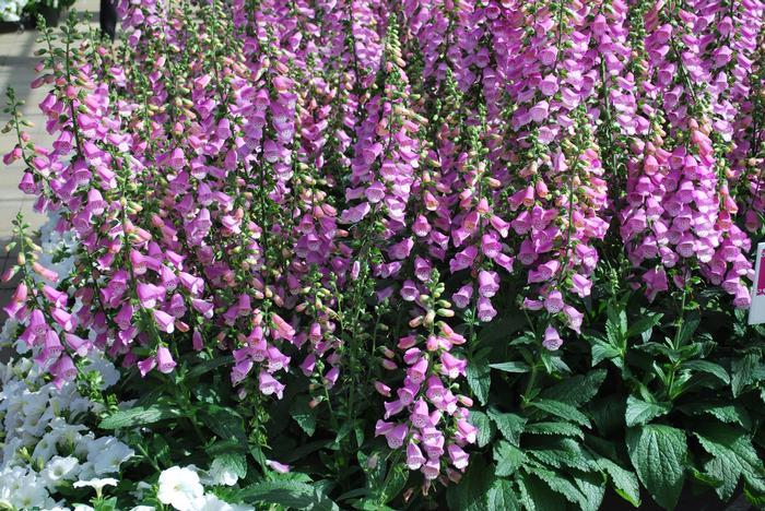 Digitalis Purpurea 'pink Panther' - View 6 from www redcrocus com