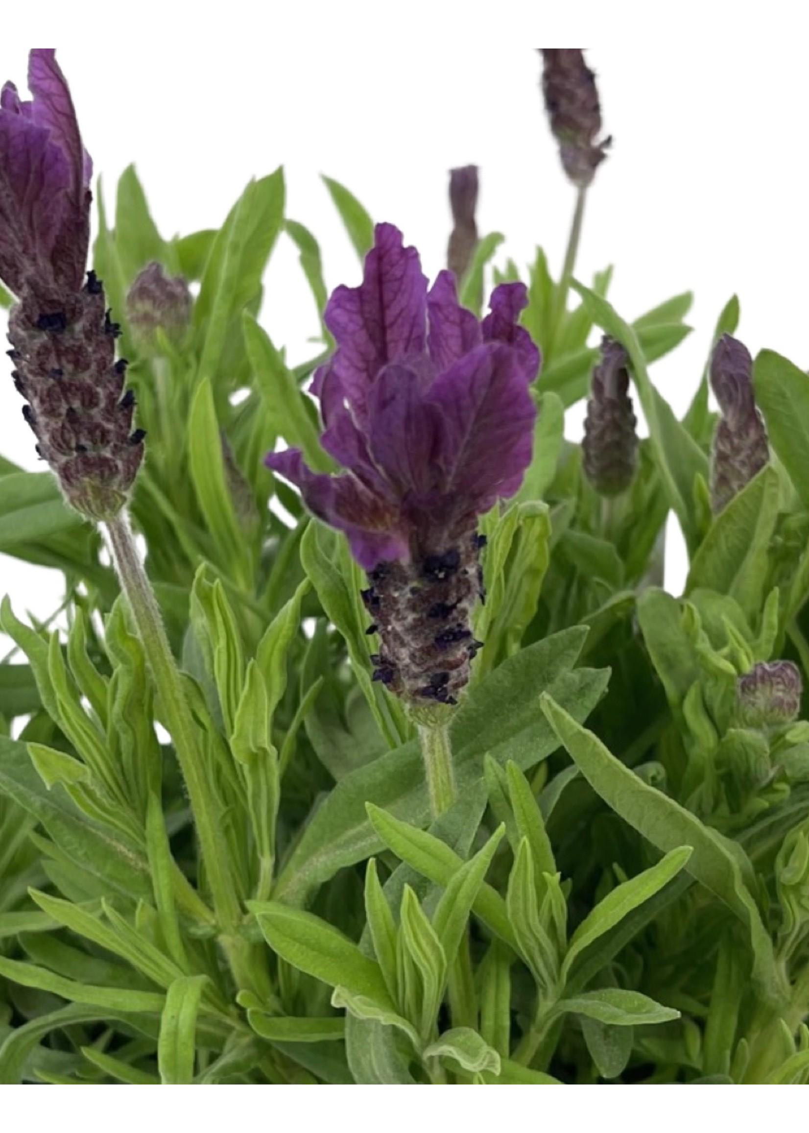 Lavandula Stoechas Primavera - View 10 from www redcrocus com