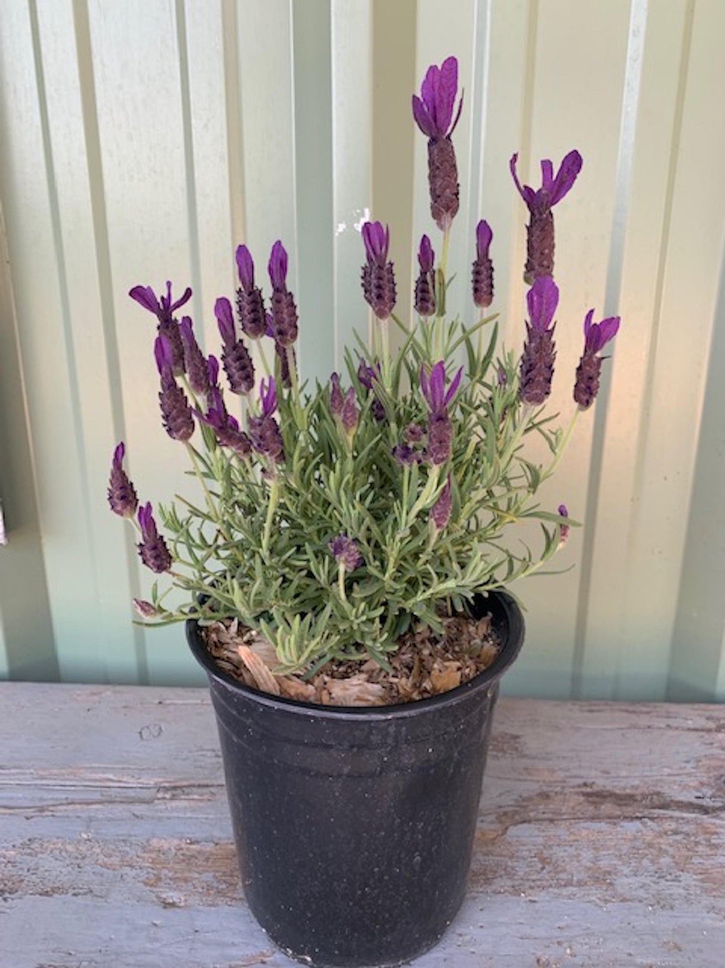Lavandula Stoechas Primavera - View 11 from www redcrocus com