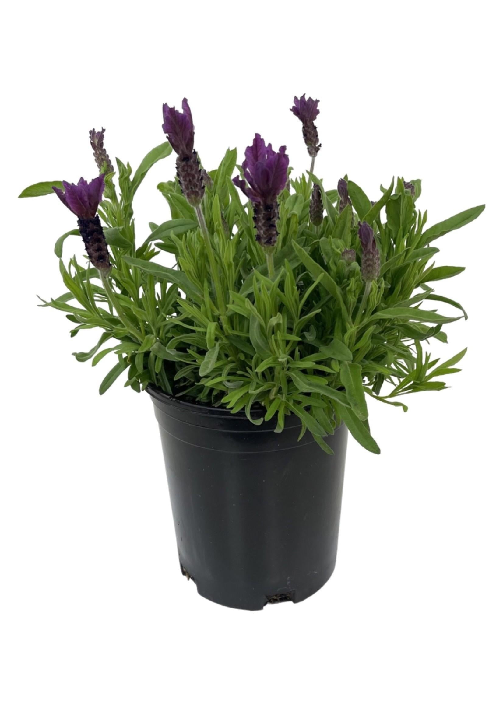 Lavandula Stoechas Primavera - View 13 from www redcrocus com
