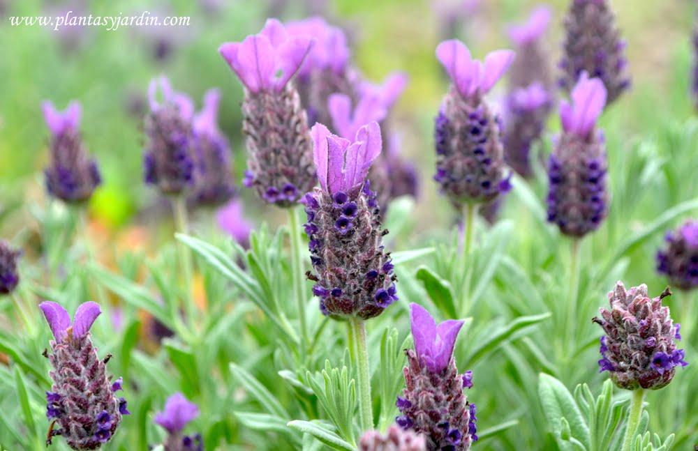 Lavandula Stoechas Primavera - View 14 from www redcrocus com