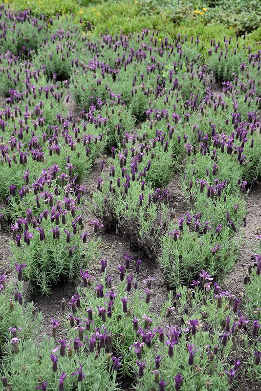 Lavandula Stoechas Primavera - View 15 from www redcrocus com