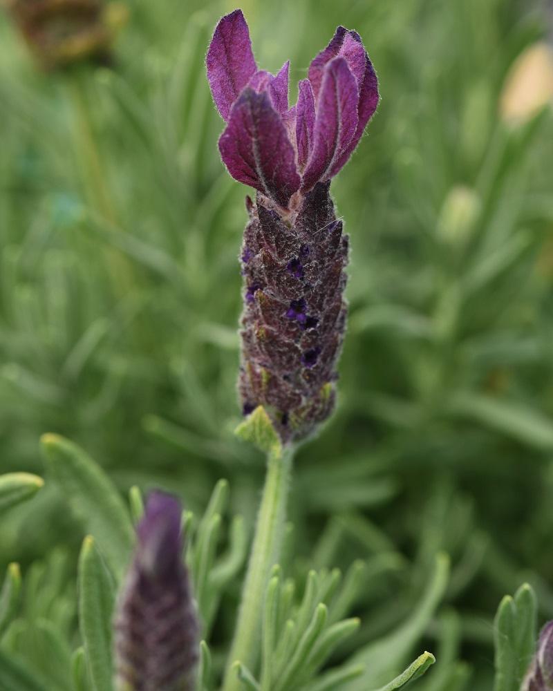 Lavandula Stoechas Primavera - View 16 from www redcrocus com