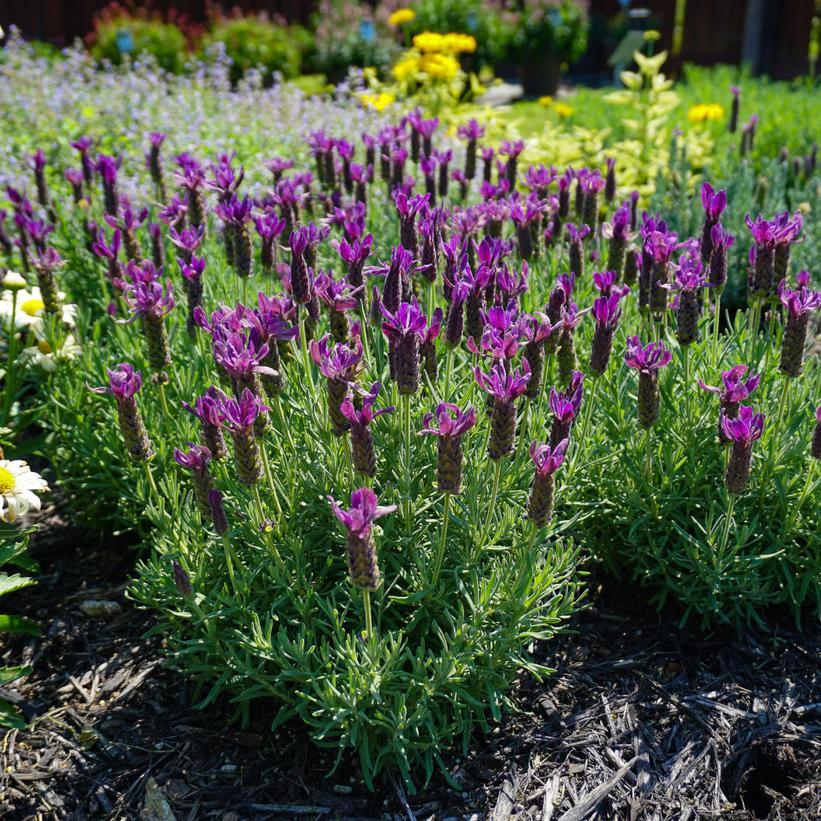 Lavandula Stoechas Primavera - View 1 from www redcrocus com