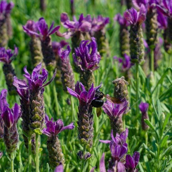 Lavandula Stoechas Primavera - View 2 from www redcrocus com