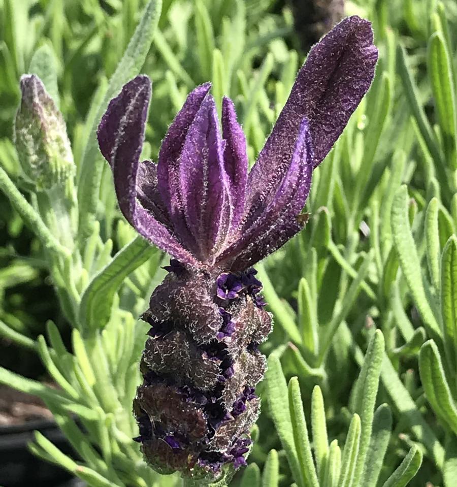 Lavandula Stoechas Primavera - View 3 from www redcrocus com