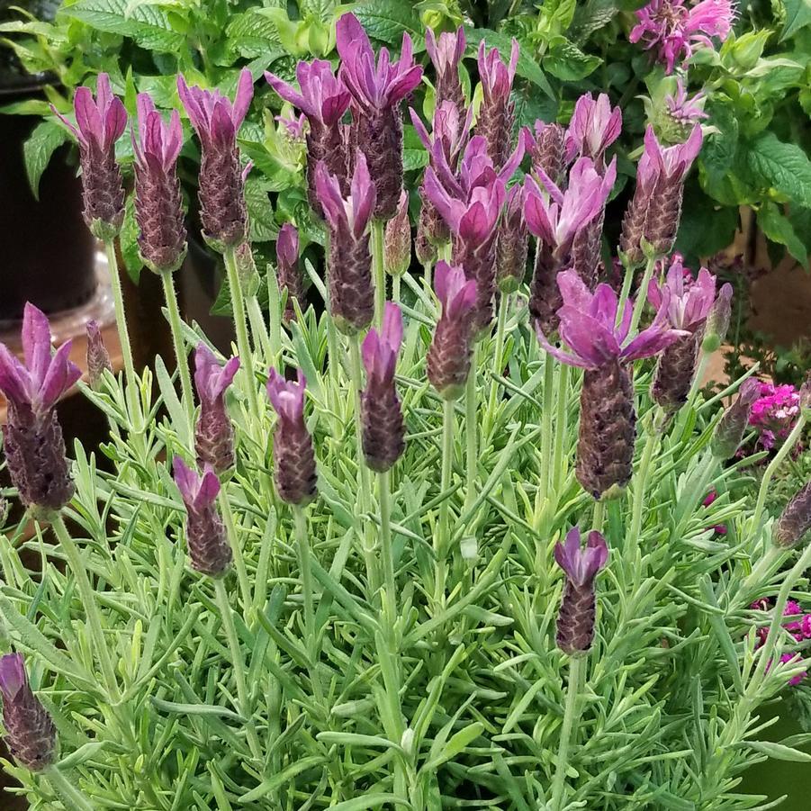 Lavandula Stoechas Primavera - View 4 from www redcrocus com
