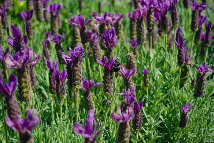 Lavandula Stoechas Primavera - View 5 from www redcrocus com