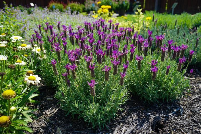 Lavandula Stoechas Primavera - View 6 from www redcrocus com