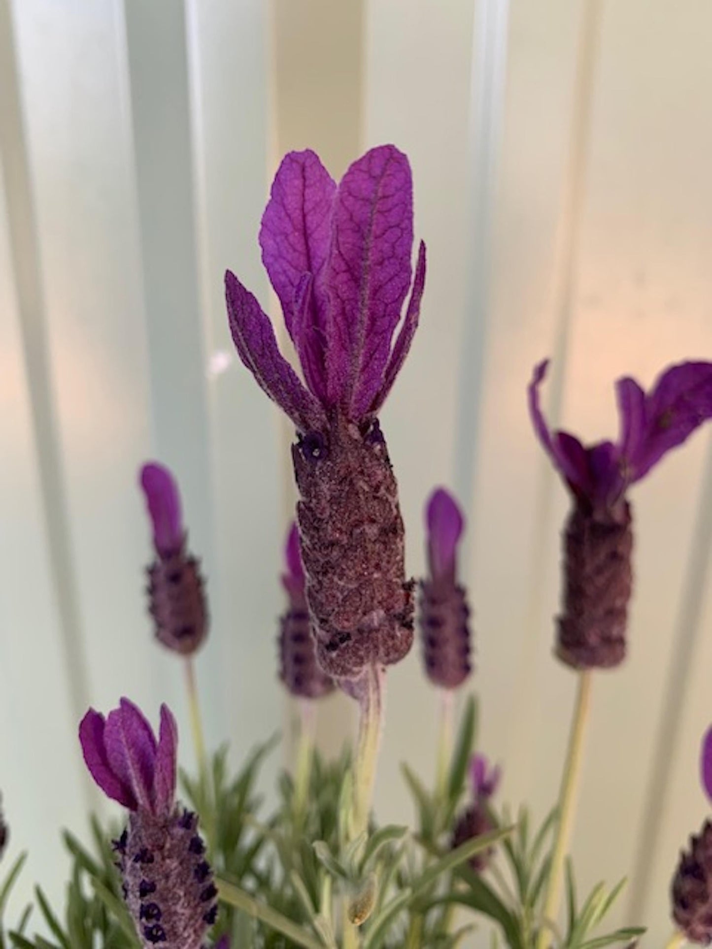 Lavandula Stoechas Primavera - View 8 from www redcrocus com