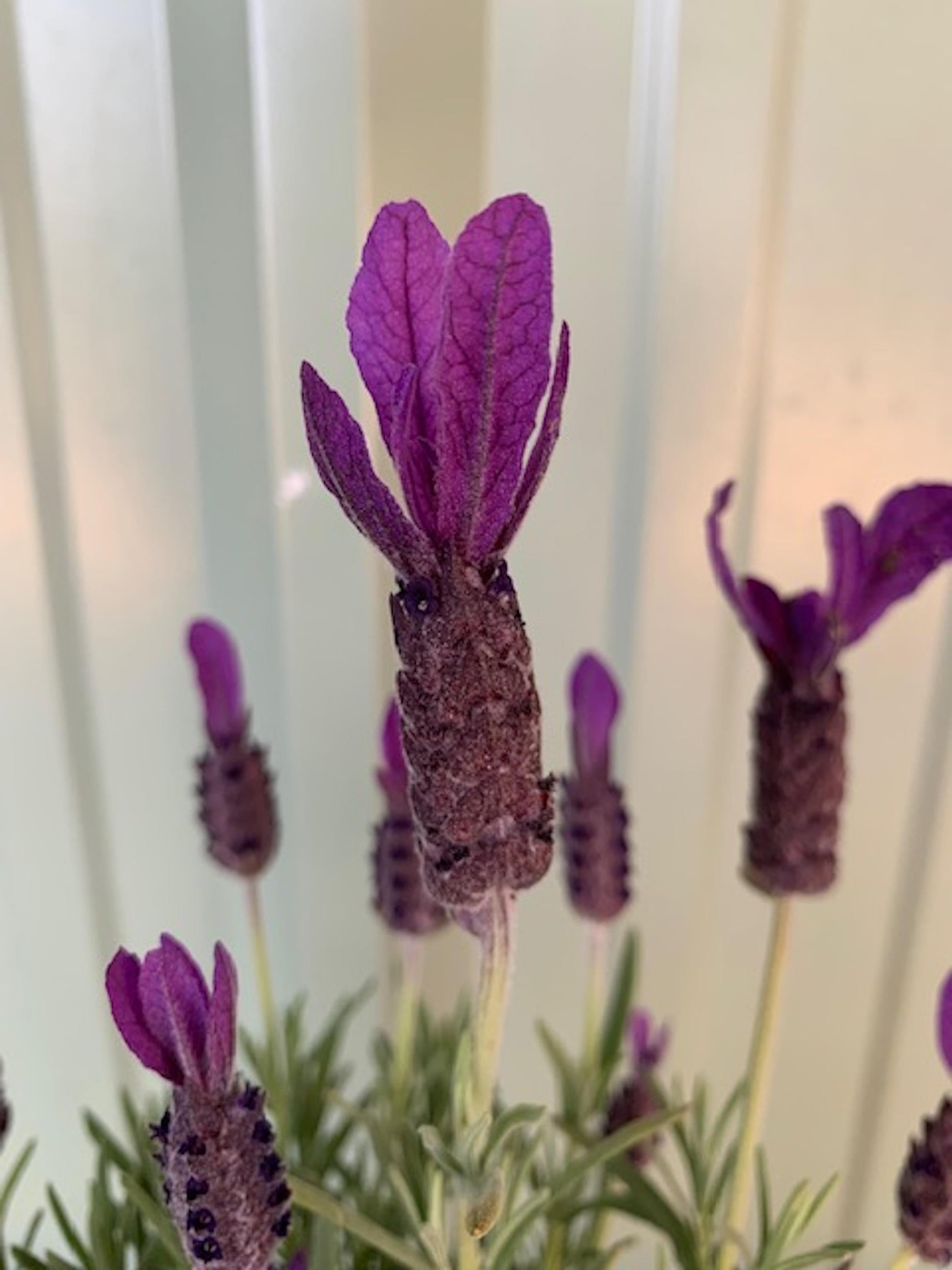 Lavandula Stoechas Primavera - View 8 from www redcrocus com