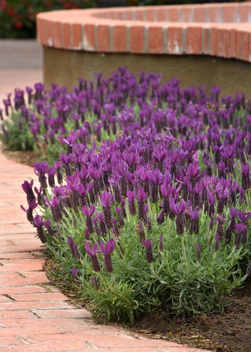 Lavandula Stoechas Primavera - View 9 from www redcrocus com