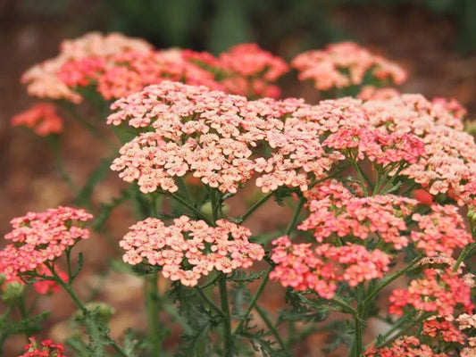 Achillea Millefolium 'tutti Frutti Apricot Delight' - View 1 from www redcrocus com