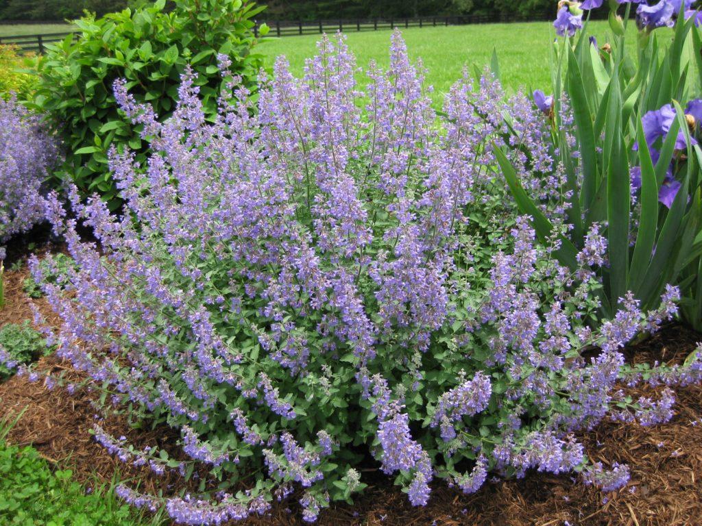 Nepeta X Faassaenii Picture Purrfect - View 11 from www redcrocus com