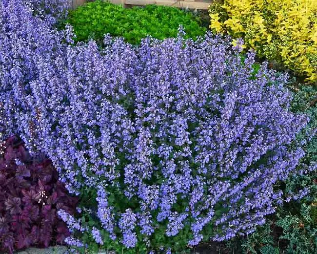 Nepeta X Faassaenii Picture Purrfect - View 12 from www redcrocus com