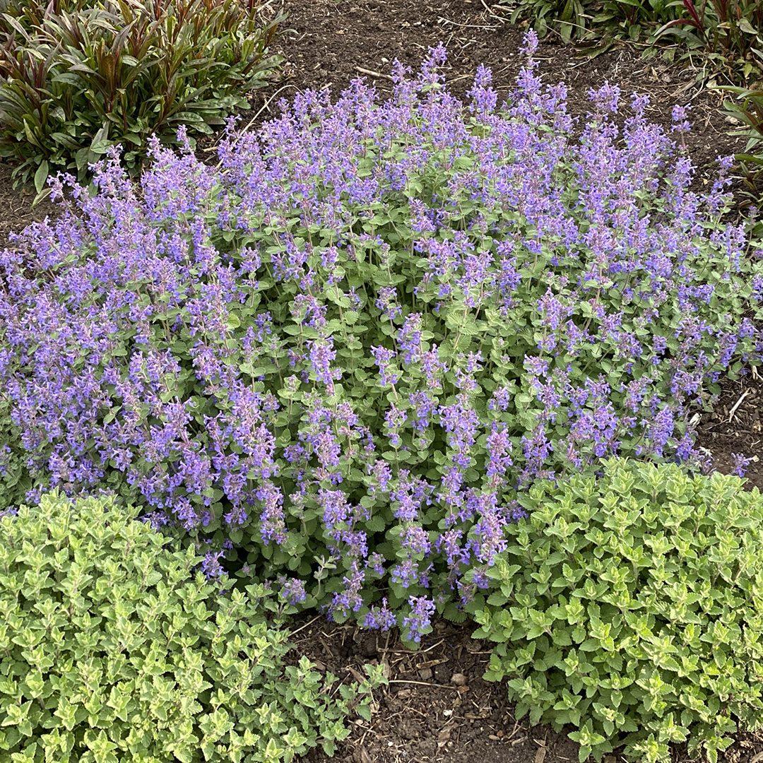 Nepeta X Faassaenii Picture Purrfect - View 13 from www redcrocus com