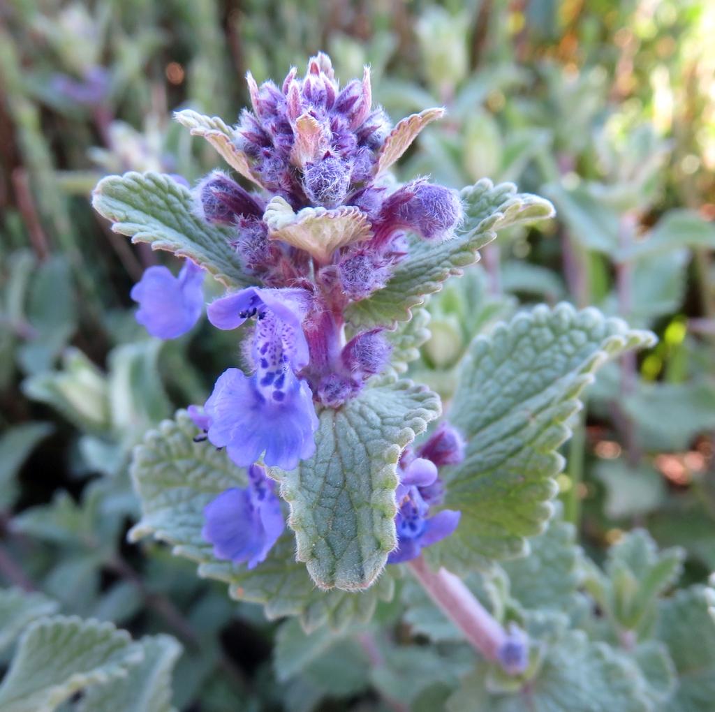 Nepeta X Faassaenii Picture Purrfect - View 14 from www redcrocus com