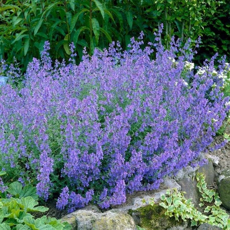 Nepeta X Faassaenii Picture Purrfect - View 15 from www redcrocus com
